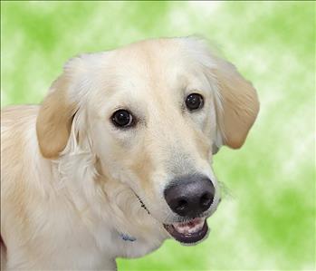 blonde golden retriever dog