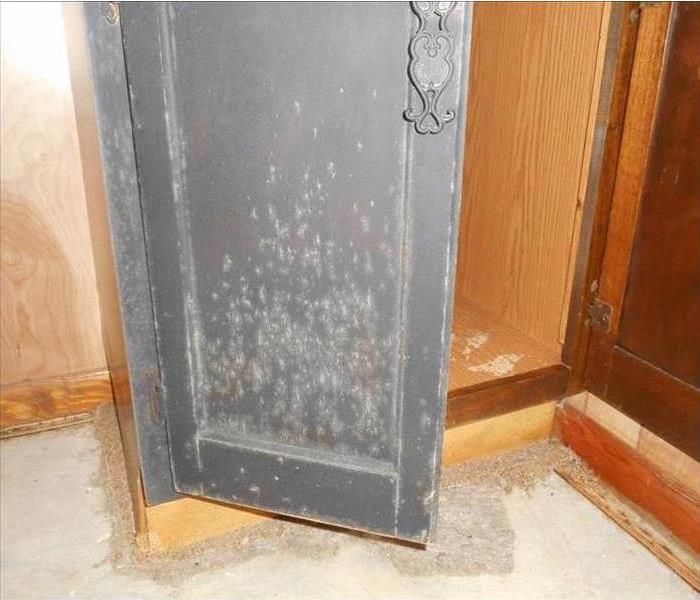 Mold covered cabinet