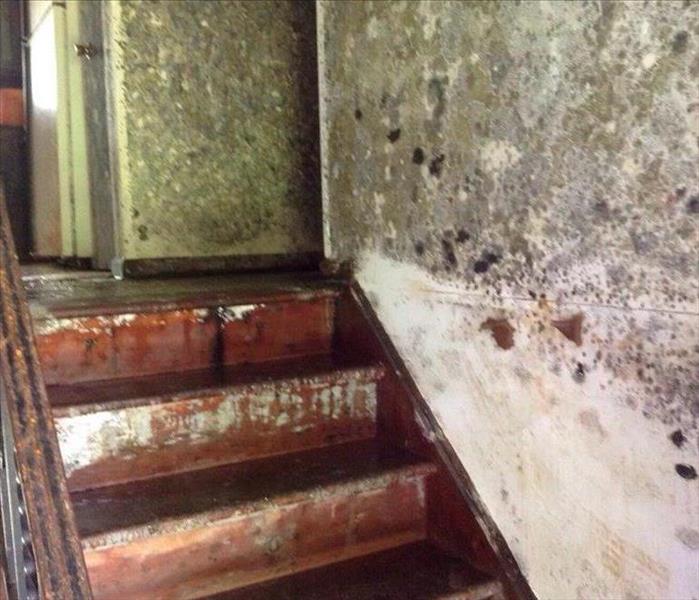 Mold in a stairwell of a residential structure