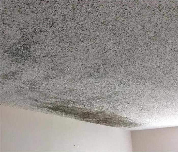 Mold on ceiling