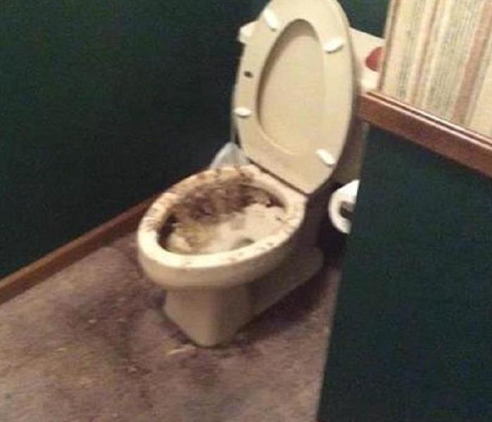 Dirty toilet after a sewage backup