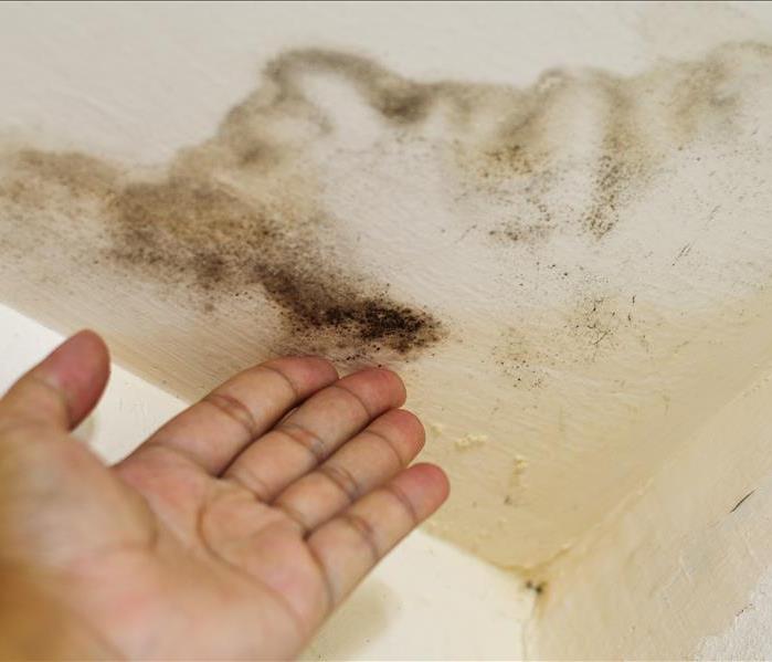 Hand pointing to mold growth on ceiling