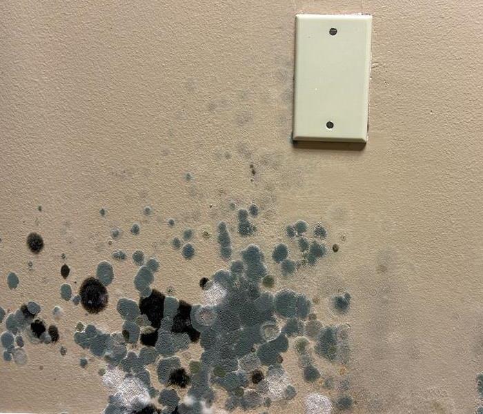 Mold Growth