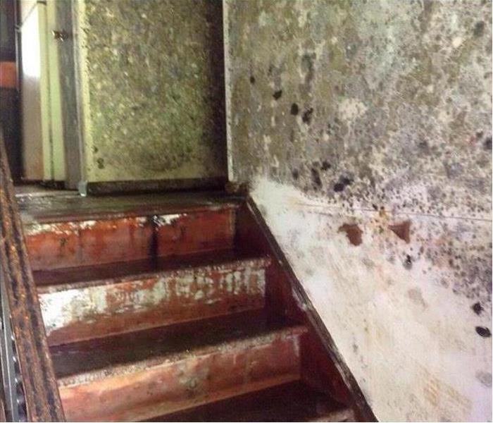 Stairs of a basement, mold growth on basement walls
